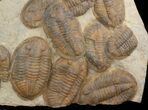 Plate Of Large Asaphid Trilobites - Spectacular Display #36751-3